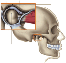 facialesthetics_tmjdisorder